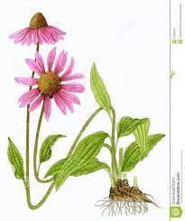 Eastern Purple Coneflower Echinacea Purpurea Echinacea Purpurea Echinacea Pink Plant