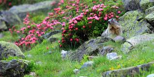 Voir les marmottes | La Pierre Saint-Martin, Site officiel, station de ski  et de montagne dans les Pyr&eacute;n&eacute;es