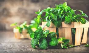 Mint Leaves Turning Brown 3 Reasons With Remedies Garden Grass