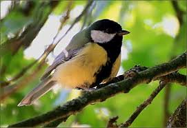 Image result for Kohlmeise vogelhouse