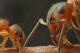Creepy Close Ups Best Microscope Critter Photos Nikon Small World Microscopic Images Macro Photography