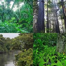 Resultado de imagem para fotos de florestas temperadas e subtropicais
