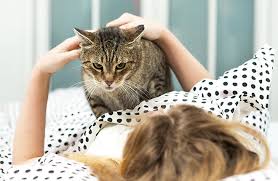 If you really want to try and encourage your cat to stay off your bed, i would suggest that you let him into your bedroom but provide a very pleasant and encouraging. How To Keep Your Cat From Waking You Up Zoetis Petcare