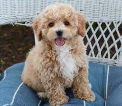 Bichpoo - Puppies By Design Online- For Sale In Indiana In 2021 Bich Poo Puppies Cute Animals