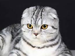 Scottish Fold Information Characteristics Facts Names Scottish Fold Cat Scottish Fold Scottish Fold Kittens