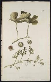 Image result for Cucumis prophetarum