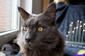 Katzen sind neugierig und wollen alles erforschen. Weihnachten Mit Katzen Tipps Fur Ein Katzensicheres Fest Fellgiganten