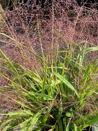 Image result for Eragrostis dinteri