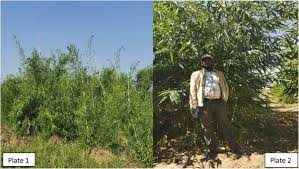 Image result for Oxytenanthera abyssinica