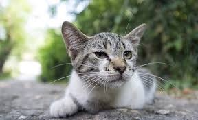 Cats cough just like we do, and for many of the same reasons. Why Is My Cat Gagging Canna Pet