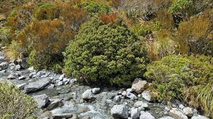 Image result for Phyllocladus
