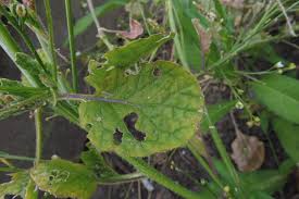 Image result for Crambe hispanica