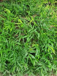 Image result for Oplismenus undulatifolius