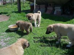 Kangal Yavrusu Kangal Ciftligi Kangal Yavru Satisi Kangal Kopegi Akbas Yavru Kopek