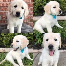 Vip puppies works with responsible golden retriever breeders across the united states. English Cream Golden Retriever Puppies In Nashville Tennessee
