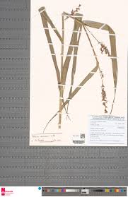 Image result for Scleria melanotricha