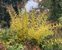 Image result for Vernonia praecox
