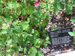 Image result for Pavonia rogersii