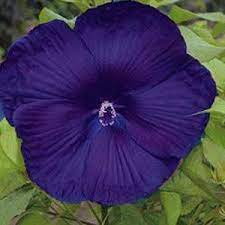 Amazon Com 10 Dinnerplate Hibiscus Perennial Flower Seed Easy To Grow Huge 10 12 Inch Flowers Patio Lawn Hibiscus Plant Flower Seeds Flowers Perennials