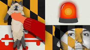 YouTube Star Tim Pool's News Site Collapses Amid Allegations He Took a Cat  Hostage