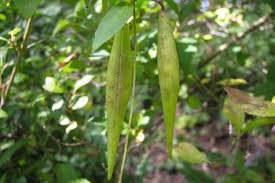 Image result for Vincetoxicum cernuum