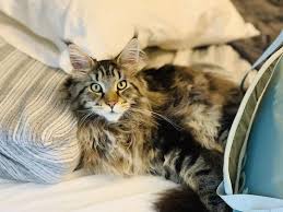 Black And White Maine Coon Cats For Sale Pin On Maine Coon Cats