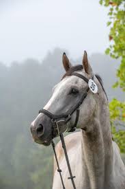 Thoroughbred Logic: Ride Other Horses