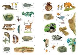 Dann machte ich noch ein schau nicht über die mauer… Sticker Wissen Natur Tierspuren Bei Usborne Verlag Fur Kinderbucher