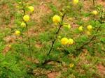Image result for Acacia hockii