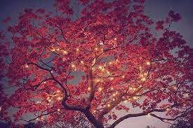 Tree And Lights Blossom Trees Cherry Blossom Tree Beautiful Tree