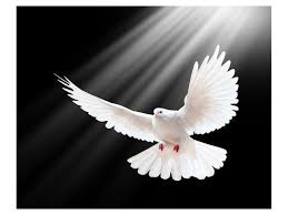 A Free Flying White Peace Dove Art Print Art Com You can download in a tap this free peace dove transparent png image. a free flying white peace dove