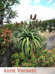 Desert gardens nursery in phoenix has what you need! Growing Succulents In Arizona Mesa Gilbert Queen Creek