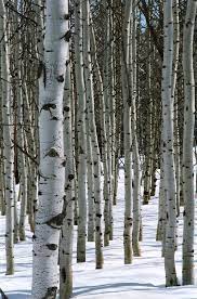 Deer Valley Quakies A Grove Of Quaking Aspen Trees Glow In The Late Winter Ligh Affiliate Grove Quaking Aspen Deer Aspen Trees Deer Valley Aspen