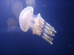 ãã¿ã³ã¯ã©ã²ãã®ç»åæ¤ç´¢çµæ