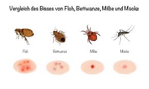 Hausmittel Gegen Flohe So Bekampfen Sie Die Biester Naturlich
