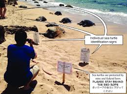 I pick up the shell and trace the spiral with my finger. Sea Turtle Regulation And Identification Signs At Laniakea Beach Download Scientific Diagram