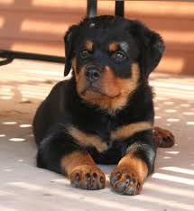 We are dedicated to finding permanent, responsible homes for unwanted rottweilers. Von Schulte Rottweilers Home Facebook