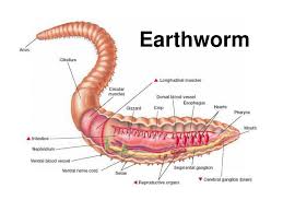 Ppt Earthworm Powerpoint Presentation Free Download Id 2989449