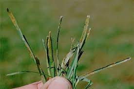Check spelling or type a new query. Rust Turns Lawns Orange Major Turf Insects Diseases University Of Illinois Extension