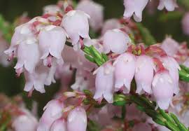 Image result for Stolzia kalkhof-roseae