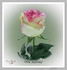 Ecuador rose victorian pink paloma. Ecuador Rosen Von Liza Floristik Rosen Dunkelrote Rosen Rosensorten