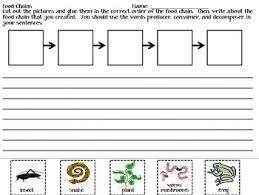 Pin On Science Food Chains Food Webs