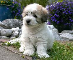 Learn about the coton de tulear, a small companion dog from madagascar. Baby Baby Baby Oh Coton De Tulear Puppy From White Dream From The Silver Castle In Osnabruck Germany Hundebaby Coton De Tulear Niedliche Hunde