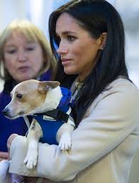 Prince Harry and Meghan Markle adopt rescue dog Mia taken from testing lab  in Virginia