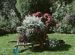 L'althéa, la plante nationale de la corée du sud, pousse bien dans un climat tempéré. Plantation De L Hibiscus
