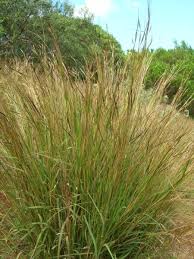 Image result for Heteropogon melanocarpus