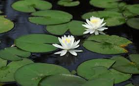 Image result for Lotus