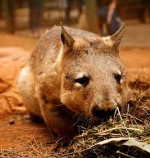 Image result for Southern hairy-nosed wombat