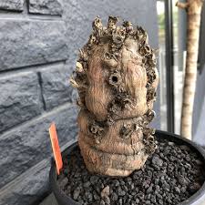 Image result for Euphorbia mlanjeana