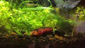 Any thoughts in this video? Elhazar S Aquariums A Betta On The Way Of The Kuhli Loach And No He